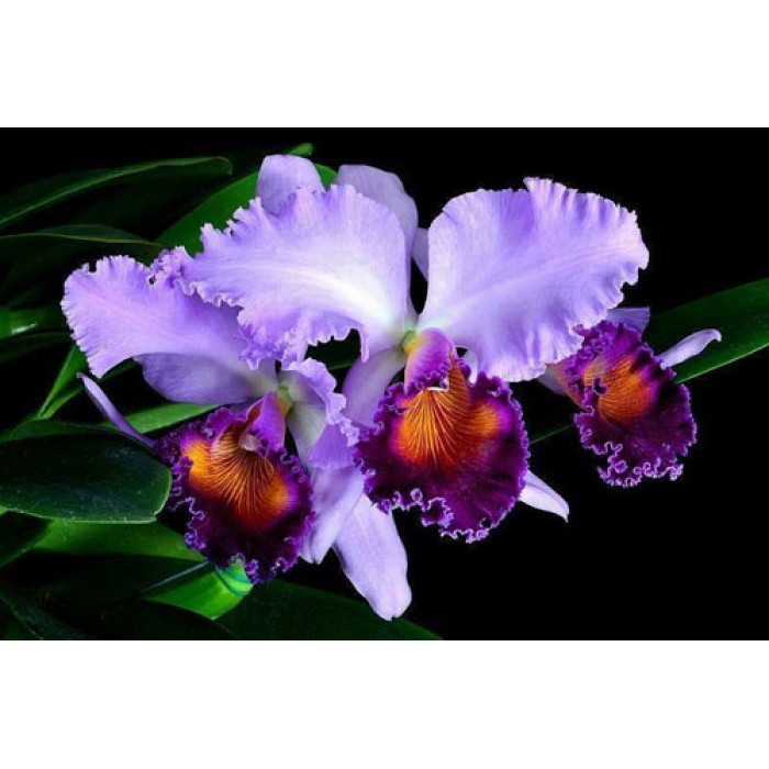 Орхидея Lc. Dinard Blue Heaven купить, доставка Украина